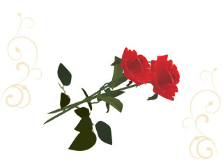 valentins rosen