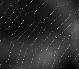 Web