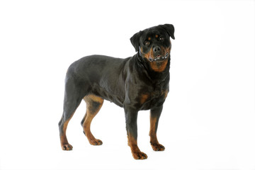 rott au regard empli de gentillesse de profil en studio