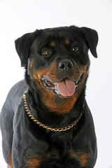confiance du rottweiler regardant son maître