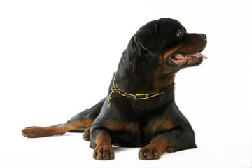 tête détournée du rottweiler couché en studio sur fond blanc