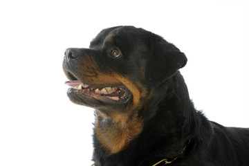 portrait de profil d'un rottweiler attentif