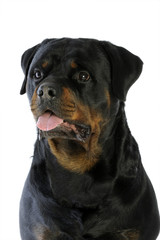 portrait d'un rottweiler fier et sûr de lui