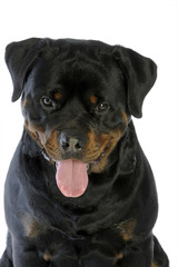 Obraz premium portrait d'un rottweiler penchant la tête vers le bas