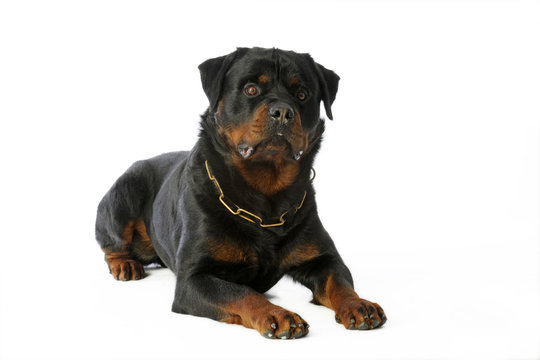 39 Best Chien Mechant Images Stock Photos Vectors Adobe Stock 39 Best Chien Mechant Images Stock Photos Vectors Adobe Stock