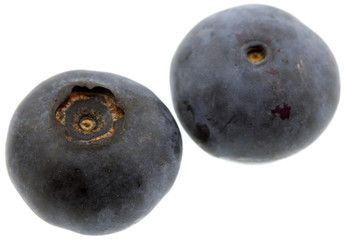 Vaccinium corymbosum, myrtille, fond blanc