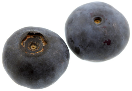 Vaccinium corymbosum, myrtille, fond blanc