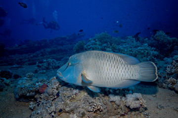 Fototapeta premium poisson napoléon 2