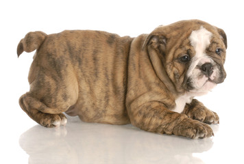 Obraz premium eight week old red brindle english bulldog puppy playing