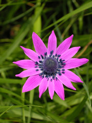 Obraz premium fiore rosa