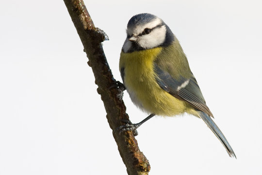 Blaumeise vor wei&szlig;em Hintergrund