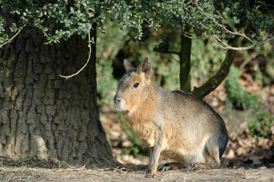 Patagonian Cavy