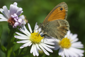 Close-up butterfly flowers