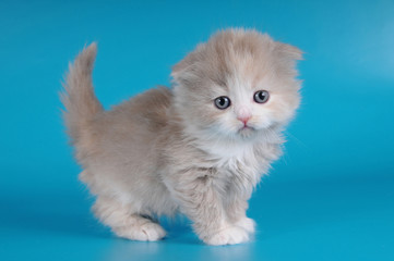 Little kitten on blue background