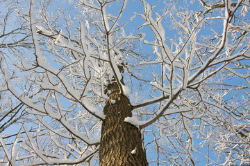 Tree covered with snow, looking towards the blue sky