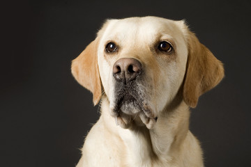 labrador