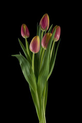 Ein Strauß Tulpen