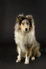 collie