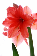 amaryllis
