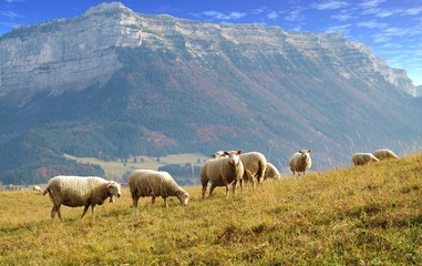 Fototapeta na wymiar cheptel de mouton en montagne