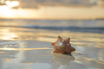 Obraz na płótnie Canvas seashell in the sea on sunrise background