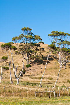 Eucalyptus and melaleuca trees on hill