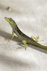 lezard Anoli
