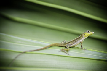 Fototapeta premium lezard Anoli