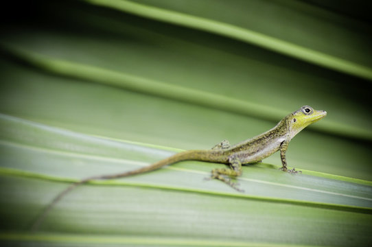 lezard Anoli