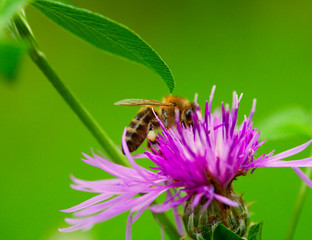 Bee at work