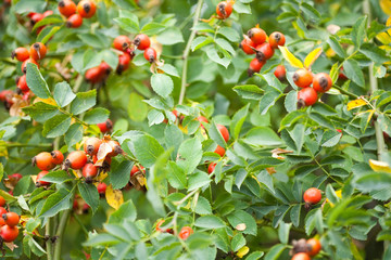 Briar fruits and branches
