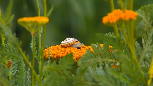 HD Snail crawling on yellow flower, closeup