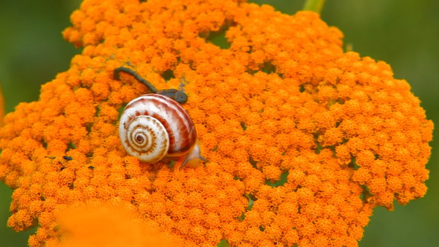 HD Snail crawling on yellow flower, closeup