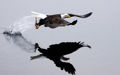 Eagle attrape un poisson.