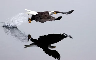 Papier Peint photo Lavable Aigle Eagle attrape un poisson.
