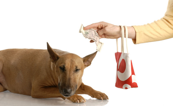 Paying For Expensive Dog