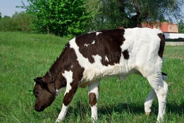 Naklejka na ściany i meble little calf in a meadow