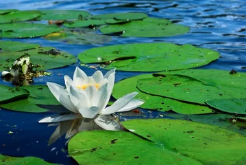 Deurstickers Waterlelie lily on a water