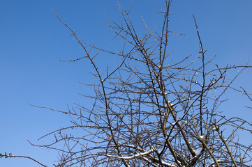 winter in the garden