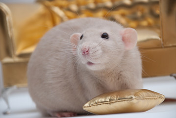 Ratto domestico