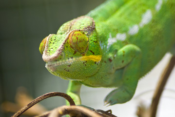 Green chameleon