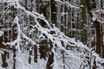 Fototapeta premium Winter