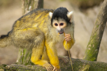 Yellow and black Marmoset monkey on a branch