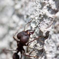 killer ant