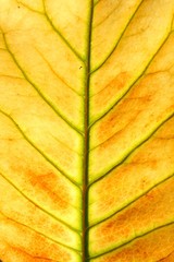 Herbstblatt 1