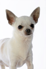 portrait de trois quart d'un chihuahua de couleur claire