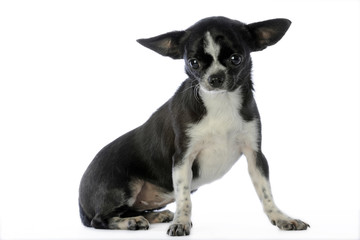 oreilles de chauve-souris d'un chihuahua