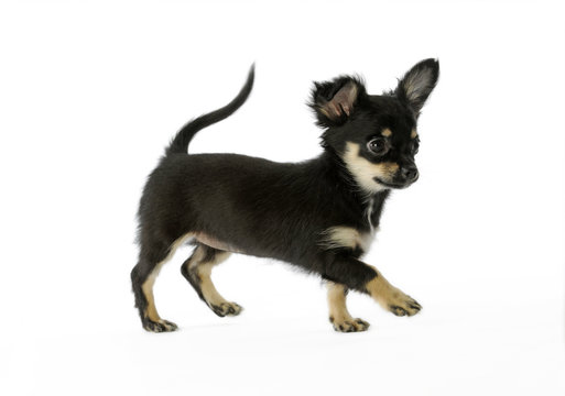 jeune chiot chihuahua marchant gaiement