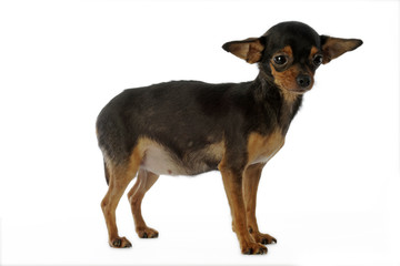 chihuahua à poil court aux oreilles de chauve souris