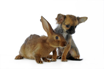 chihuahua et lapin regardant dans la même direction -studio